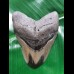9,3cm polished shark tooth of Megalodon aus USA