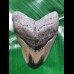 9,3cm polierter Haizahn des Megalodon aus USA