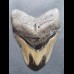 9,3cm polierter Haizahn des Megalodon aus USA