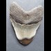 9,3cm polished shark tooth of Megalodon aus USA