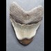 9,3cm polierter Haizahn des Megalodon aus USA