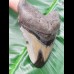 9,3cm polished shark tooth of Megalodon aus USA