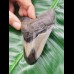 9,3cm polished shark tooth of Megalodon aus USA