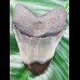 9,3cm polierter Haizahn des Megalodon aus USA