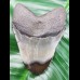 9,3cm polished shark tooth of Megalodon aus USA
