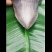 13,9cm giant, sharp shark tooth of Megalodon