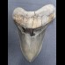 13,9cm gigantischer, scharfer Haizahn des Megalodon