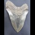 13,9cm giant, sharp shark tooth of Megalodon