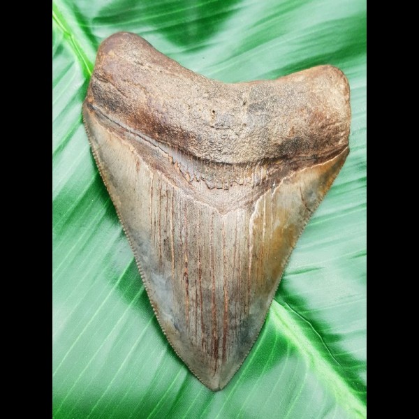 9,3cm schöner, brauner Haizahn des Megalodon