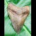 9,3cm beautiful, brauner shark tooth of Megalodon