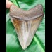 9,3cm schöner, brauner Haizahn des Megalodon