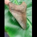 9,3cm beautiful, brauner shark tooth of Megalodon