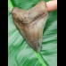 9,3cm beautiful, brauner shark tooth of Megalodon