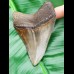 9,3cm schöner, brauner Haizahn des Megalodon