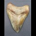 9,3cm schöner, brauner Haizahn des Megalodon