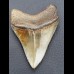 9,3cm schöner, brauner Haizahn des Megalodon