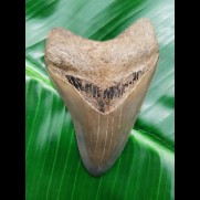 8,4cm sehr scharfer Haizahn des Megalodon Hais