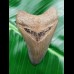 8,4cm very sharp shark tooth of Meg sharks