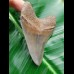 8,4cm very sharp shark tooth of Meg sharks