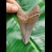 8,4cm very sharp shark tooth of Meg sharks