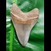 8,4cm very sharp shark tooth of Meg sharks