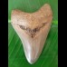 8,4cm very sharp shark tooth of Meg sharks