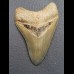 8,4cm very sharp shark tooth of Meg sharks