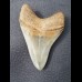 8,4cm very sharp shark tooth of Meg sharks