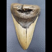 13,2 cm beindruckender Haizahn des Megalodon