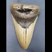 13,2 cm beindruckender Haizahn des Megalodon