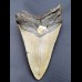 13,2 cm beindruckender Haizahn des Megalodon