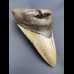 13,2 cm beindruckender Haizahn des Megalodon