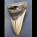 13,2 cm beindruckender Haizahn des Megalodon