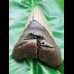 13,2 cm beindruckender Haizahn des Megalodon