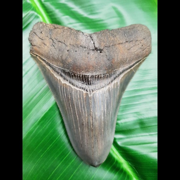 11,8cm top Qualität Haizahn des Megalodon