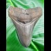 11,8cm top Qualität shark tooth of Megalodon