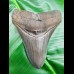 11,8cm top Qualität Haizahn des Megalodon