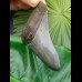 11,8cm top Qualität shark tooth of Megalodon