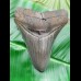 11,8cm top Qualität shark tooth of Megalodon