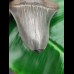 11,8cm top Qualität shark tooth of Megalodon