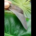 11,8cm top Qualität shark tooth of Megalodon
