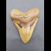 10,7 cm shark tooth Megalodon from USA