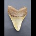 10,7 cm Haizahn Megalodon aus den USA