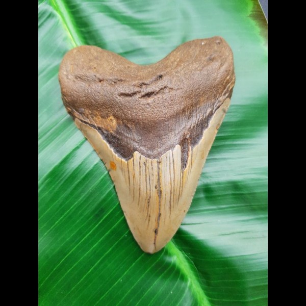 10,7 cm shark tooth Megalodon from USA
