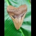 10,7 cm shark tooth Megalodon from USA