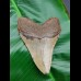 10,7 cm shark tooth Megalodon from USA