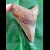 10,3 cm Zahn des Megalodon Hais aus den  USA