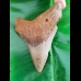 10,3 cm Zahn des Megalodon Hais aus den  USA