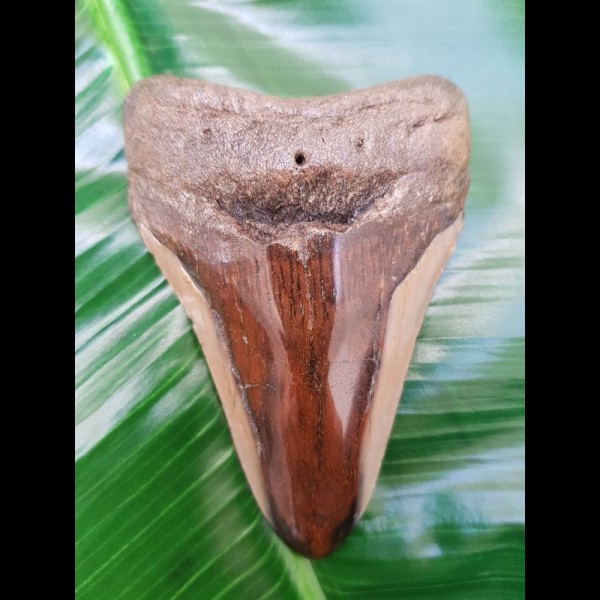 9,8 cm polished shark tooth of Megalodon from USA