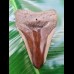 9,8 cm polished shark tooth of Megalodon from USA